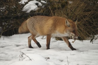Red fox (Vulpes vulpes) at the Luderplatz in the snow, carrying away duck skins, Allgäu, Bavaria,