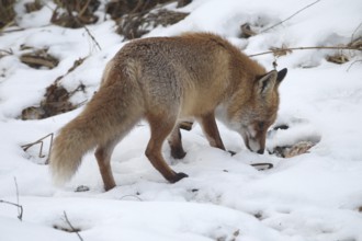 Red fox (Vulpes vulpes) at the Luderplatz in the snow, has discovered a hidden duck's head, Allgäu,