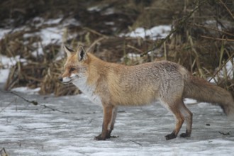 Red fox (Vulpes vulpes) on a frozen stream, Allgäu, Bavaria, Germany, Allgäu, Bavaria, Germany