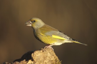 Greenfinch (Chloris chloris), at the winter feeding, Allgäu, Bavaria, Germany, Allgäu, Bavaria,