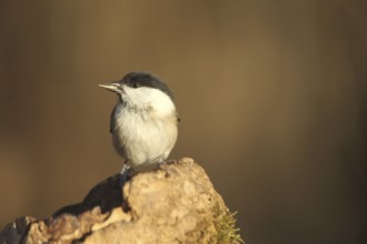 Marsh tit (Poecile palustris) or barn tit at winter feeding in the forest, Allgäu, Bavaria,