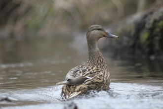 Mallard duck (Anas platyrhynchos) female secured on the water, Allgäu, Bavaria, Germany, Allgäu,