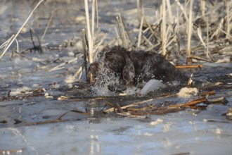 Griffon hunting dog breaks into the ice of a pond, Allgäu, Bavaria, Germany, Allgäu, Bavaria,