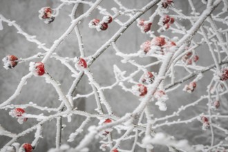 Rose hips on snow-covered branches, winter, Blaubeuren, Swabian Jura, Baden-Württemberg, Germany