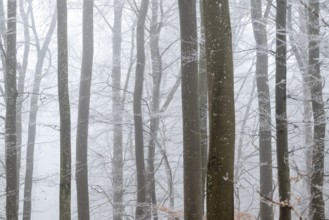 Bare tree trunks stand close together in a foggy winter forest, Blaubeuren, Swabian Jura,