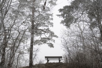 An empty bench between bare trees covered with brawl in a quiet, foggy winter forest, Blaubeuren,