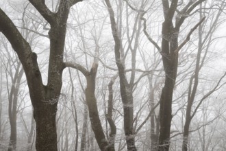 Dense foggy forest with bare wide tree trunks in winter, Blaubeuren, Swabian Jura,
