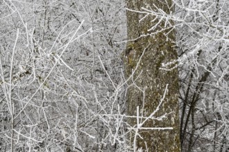 Close view of branches and tree trunk covered with hoarfrost, Blaubeuren, Swabian Jura,