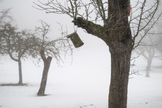 Snowy fruit tree meadow in thick fog in winter, Blaubeuren, Swabian Jura, Baden-Württemberg,