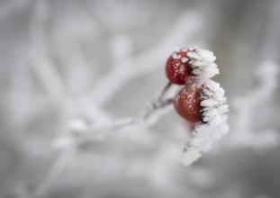 Rose hips coated with frost crystals, Blaubeuren, Swabian Jura, Baden-Württemberg, Germany