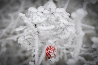 A single rose hip coated with frost crystals, Blaubeuren, Swabian Jura, Baden-Württemberg, Germany