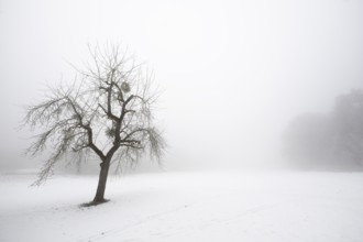 A single fruit tree stands alone in a foggy, snowy winter landscape, Blaubeuren, Swabian Jura,