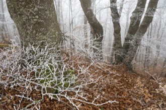 Beech trees in wintery forest, Blaubeuren, Swabian Jura, Baden-Württemberg, Germany
