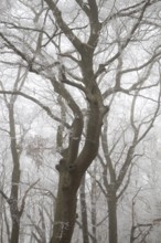 Trees with hoarfrost in a foggy forest create a calm and mysterious atmosphere, Blaubeuren, Swabian