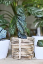'Cereus Jamacaru Spiralis' cactus houseplant in basket flower pot in room