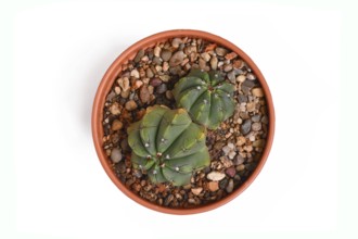 Top view of 'Parodia Ottonis syn. Notocactus Acutus' cactus plant in flower pot on white background
