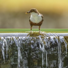 White-throated White-throated Dipper (Cinclus cinclus), standing on the edge of a weir with insects