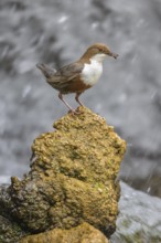White-throated White-throated Dipper (Cinclus cinclus), standing on a tufa in front of a waterfall