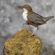 White-throated White-throated Dipper (Cinclus cinclus), standing on a tufa in front of a waterfall