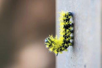 Close-up of a caterpillar of the species Leucanella viridescens with neon yellow spines as a