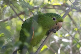 Close-up of a baboon parakeet (Psittacara leucophthalmus) in the wild, Buenos Aires, Argentina