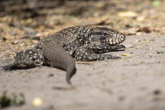 Golden tegu (Tupinambis teguixin) in the wild in a nature reserve in Buenos Aires, Argentina
