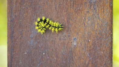 Leucanella viridescens caterpillar with neon yellow spines as a deterrent, seen in a nature reserve