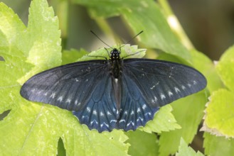 Black butterfly of the genus Borde de Jade (Battus polystictus) in a nature reserve, Buenos Aires,