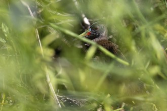 Grey rail (Pardirallus sanguinolentus) hidden in the swamp, in the wild, Buenos Aires, Argentina