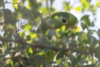 Close-up of the eye of a baboon parakeet (Psittacara leucophthalmus) in the wild, Buenos Aires,