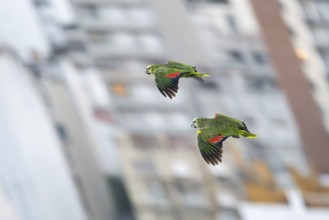 Two blue-fronted amazons (Amazona aestiva) in flight with buildings in the background, animals