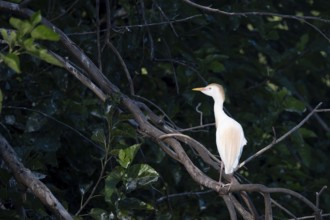 Cattle egret (Ardea ibis) in the wild in a park in Buenos Aires, Argentina