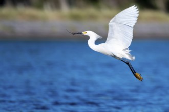 Great White Egret (Egretta thula) in flight, Buenos Aires, Argentina