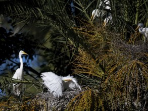 Great Egret (Ardea alba) defending its nest in a palm tree, Buenos Aires, Argentina