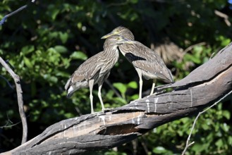 Two juvenile night herons (Nycticorax nycticorax) on a branch, Buenos Aires, Argentina