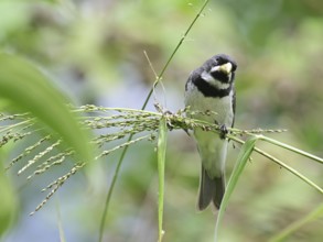 Sporophila caerulescens in the wild, Buenos Aires, Argentina
