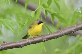 Brazilian yellowthroat (Geothlypis velata) in the wild, Buenos Aires, Argentina