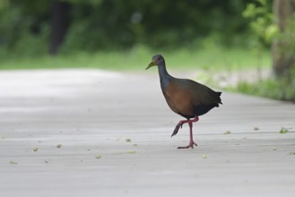Cayenneralle (Aramides cajaneus) in a nature reserve in Buenos Aires, Argentina