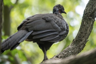 Bronze guan (Penelope obscura) in the wild, Buenos Aires, Argentina