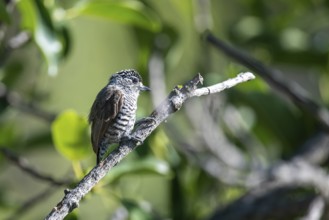Zebra woodpecker (Picumnus cirratus) in the wild, Buenos Aires, Argentina