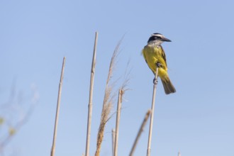 Sulphur-masked tyrant (Pitangus sulphuratus) in the wild, Buenos Aires, Argentina