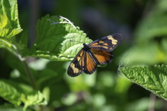 Butterfly of the species Perezosa grande (Actinote pyrrha pyrrha) in a nature reserve in Buenos