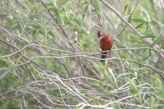 Red-crested Tanager (Coryphospingus cucullatus) in a bush in the wild, Buenos Aires, Argentina