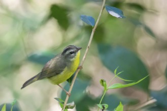 Golden-crowned Warbler (Basileuterus culicivorus) in the wild, Buenos Aires, Argentina