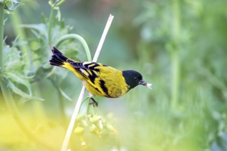 Magellan siskin (Spinus magellanicus) in a bush in the wild, Buenos Aires, Argentina