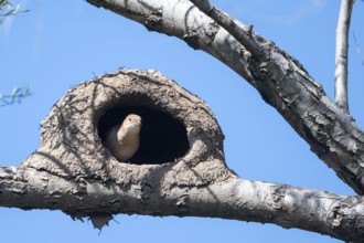 Rust potter (Furnarius rufus) in his self-made house in the wild, Buenos Aires, Argentina