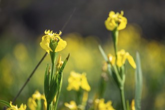 Swamp iris (Iris pseudacorus), an invasive species in South America, Buenos Aires, Argentina