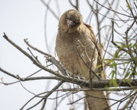 Chimango caracara (Daptrius chimango, syn.: Phalcoboenus chimango, Milvago chimango) in a tree in