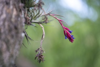 Red bromeliad on a tree, Buenos Aires, Argentina