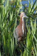 Marbled heron (Tigrisoma lineatum) in the reeds in the wild, Buenos Aires, Argentina